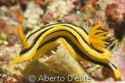 Nudibranchia in Puerto Galera by Alberto D'este 